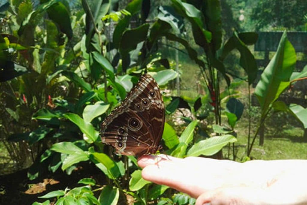 Costa Rica Butterfly