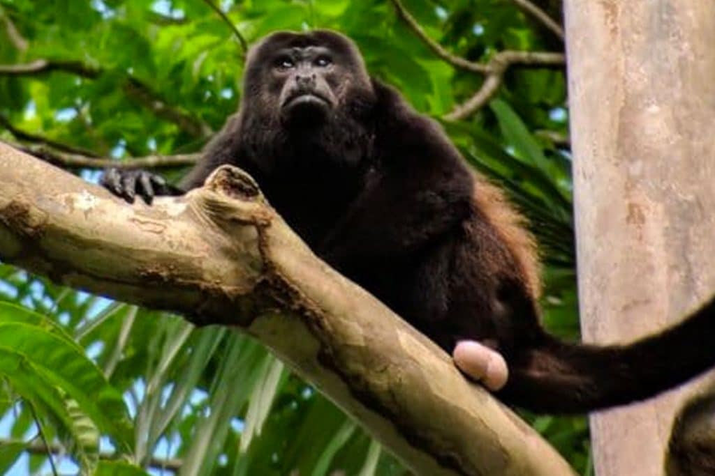 Costa Rica Monkeys