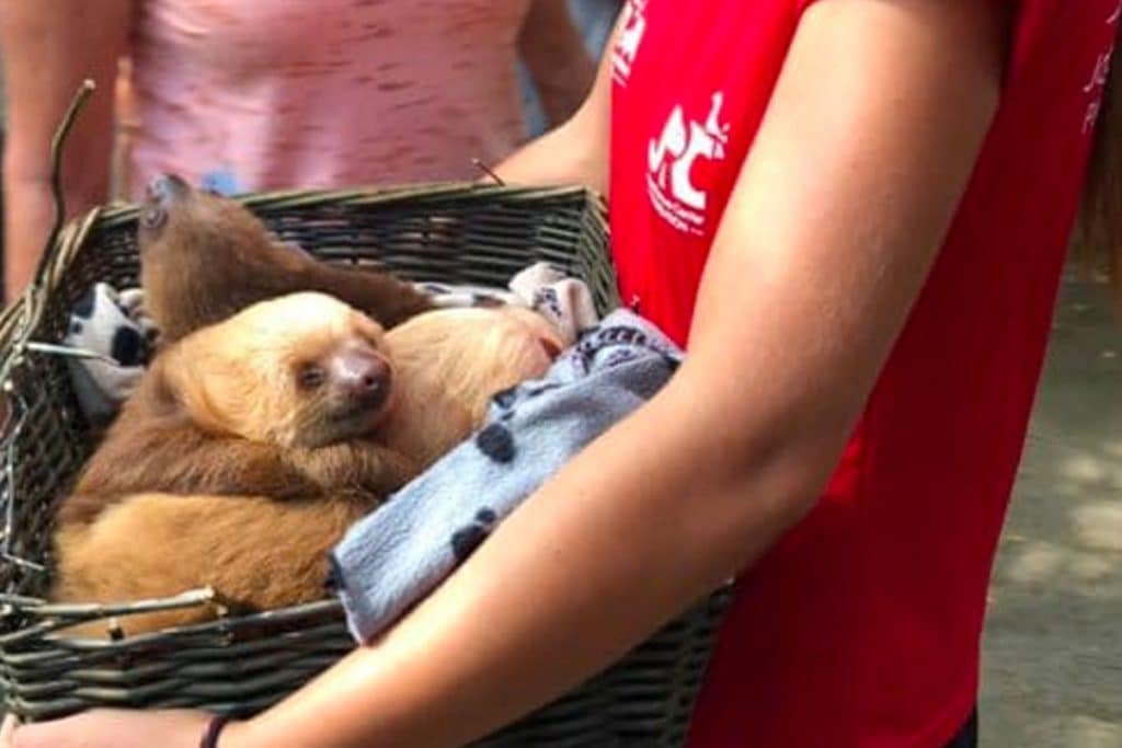 Costa Rica Sloths
