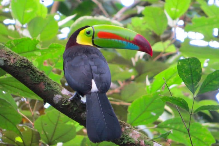 Tucan Costa Rica