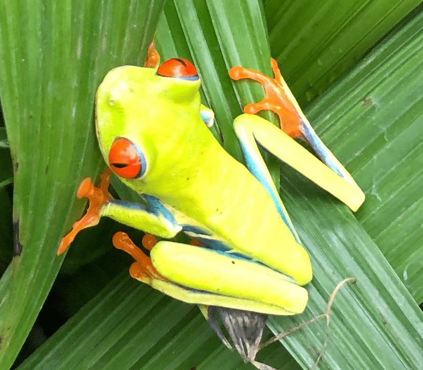 Red Eyed Tree Frog