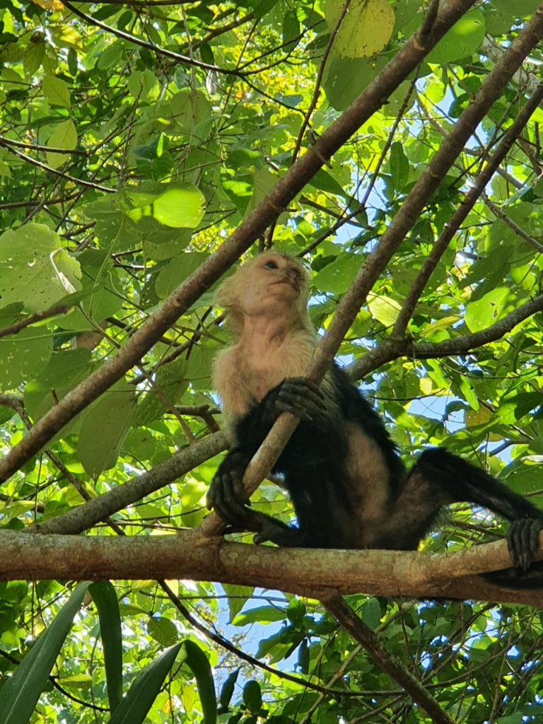 Cahuita NP