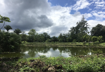 CATIE Botanical Garden