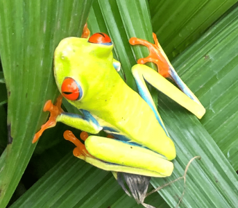 Red Eyed Tree Frog