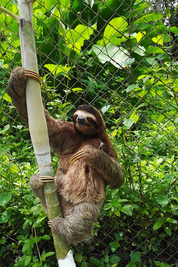 Sloth Costa Rica